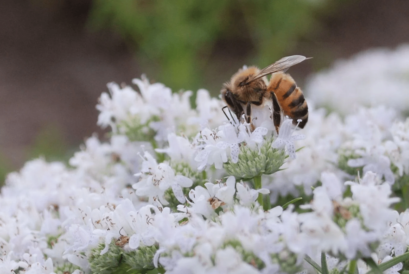 bee