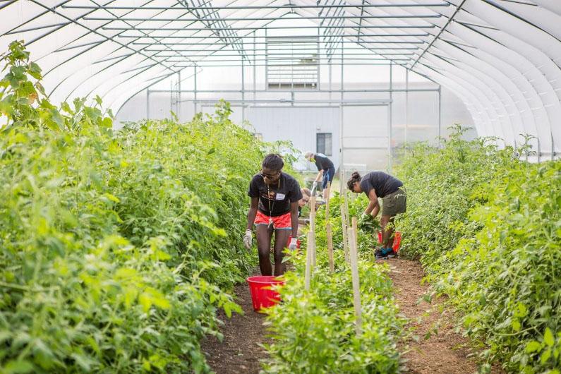 Student Opp - Greenhouse - 800 x 530 px